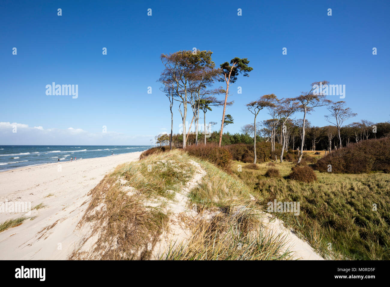 DarssGermany, MecklenburgVorpommern, FischlandDarßZingst, Darß