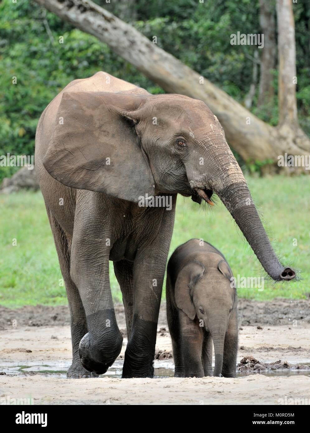 Der Elefant Kalb und elefantenkuh der Afrikanischen Wald Elefant, Loxodonta africana cyclotis. Auf der Dzanga Kochsalzlösung (eine Lichtung) Zentralafrikanische Stockfoto