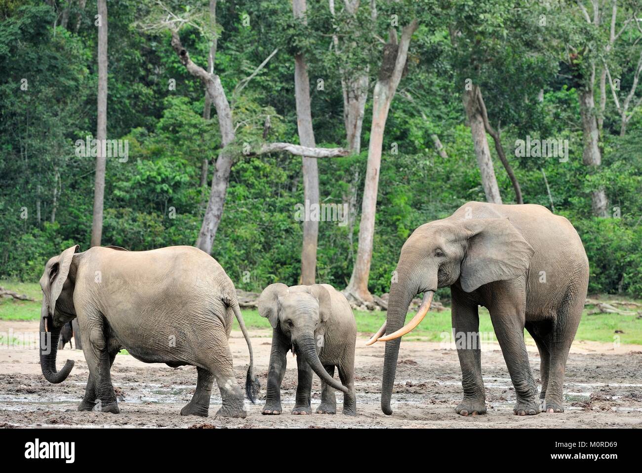 Die Afrikanischen Wald Elefant, Loxodonta africana cyclotis (Wald Wohnung Elefant) der Congo Basin. Auf der Dzanga Kochsalzlösung (a forest Clearing) Zentrale Stockfoto