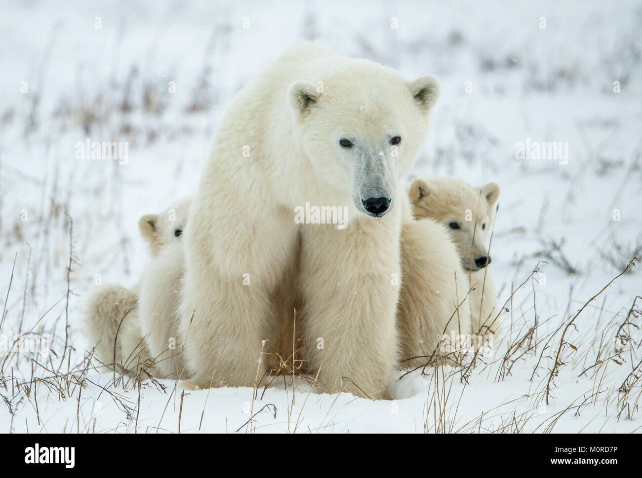 Polar Bärin mit Jungen. Der polar Bärin mit zwei Kindern auf schneebedeckten Coast. Kanada Stockfoto