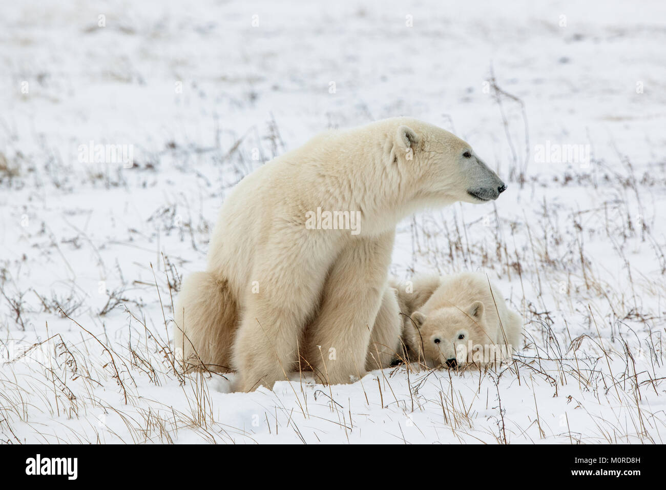 Polar Bärin mit Jungen. Der polar Bärin mit zwei Kindern auf schneebedeckten Coast. Kanada Stockfoto
