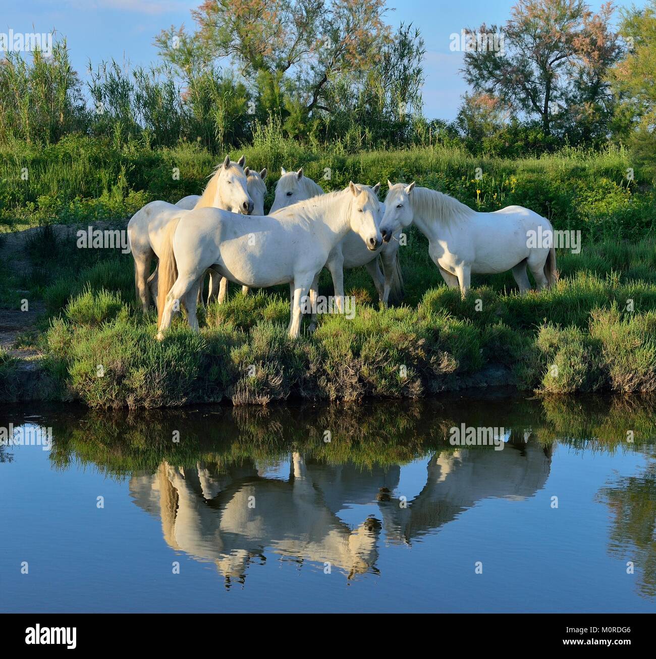 Portrait der weissen Pferden im Wasser spiegelt. Camargue. Frankreich Stockfoto