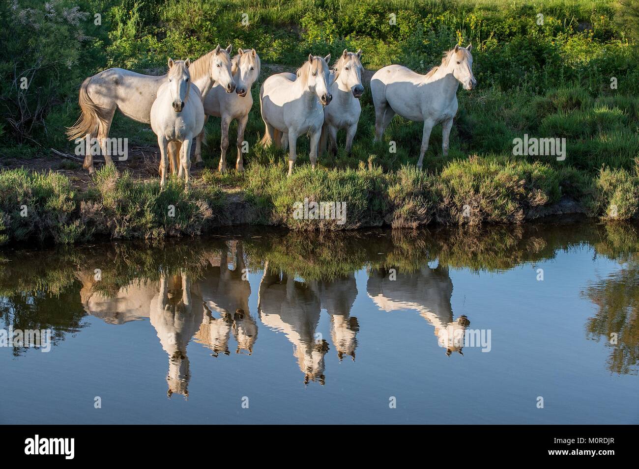 Portrait der weissen Pferden im Wasser spiegelt. Camargue. Frankreich Stockfoto