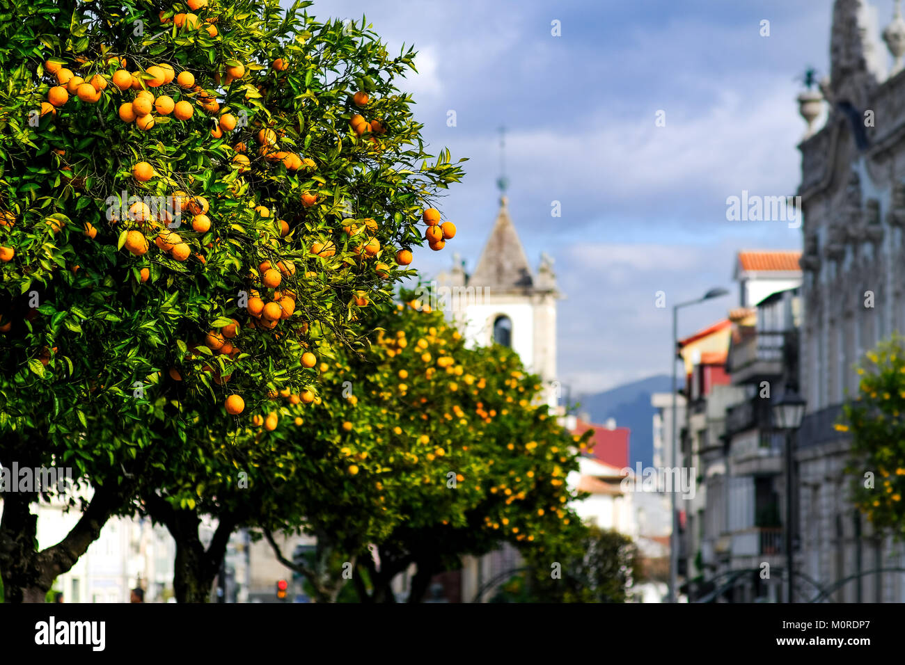 Dutzende von Orangenbäumen in einem Quadrat von Braga, Portugal sind schwer mit Früchten Stockfoto