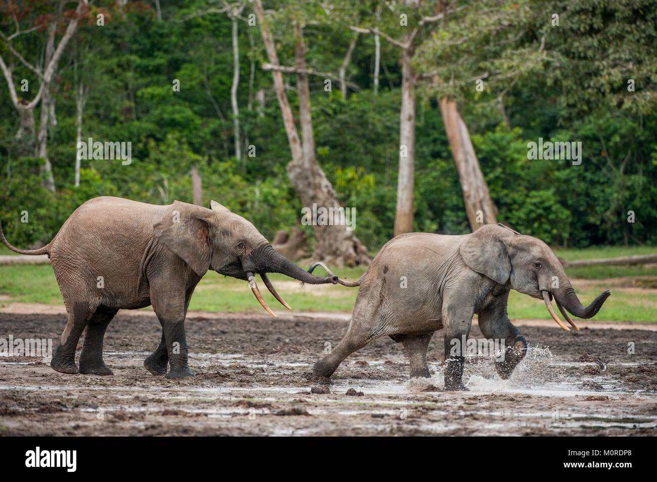 Die Afrikanischen Wald Elefant, Loxodonta africana cyclotis (Wald Wohnung Elefant) der Congo Basin. Auf der Dzanga Kochsalzlösung (a forest Clearing) Zentrale Stockfoto