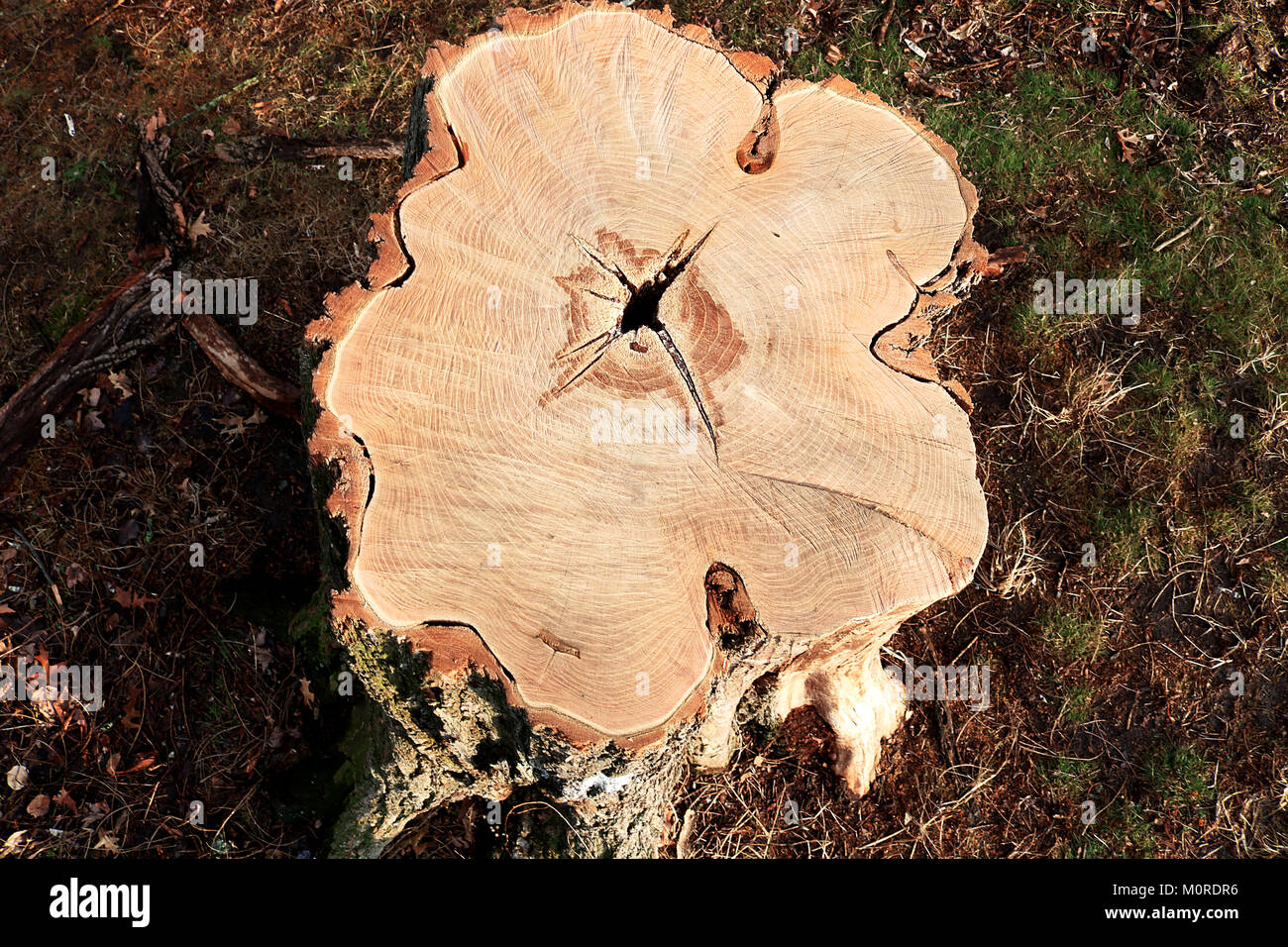Jahrringe. Querschnitt eines Gesägter Baumstamm. Muster. Stockfoto