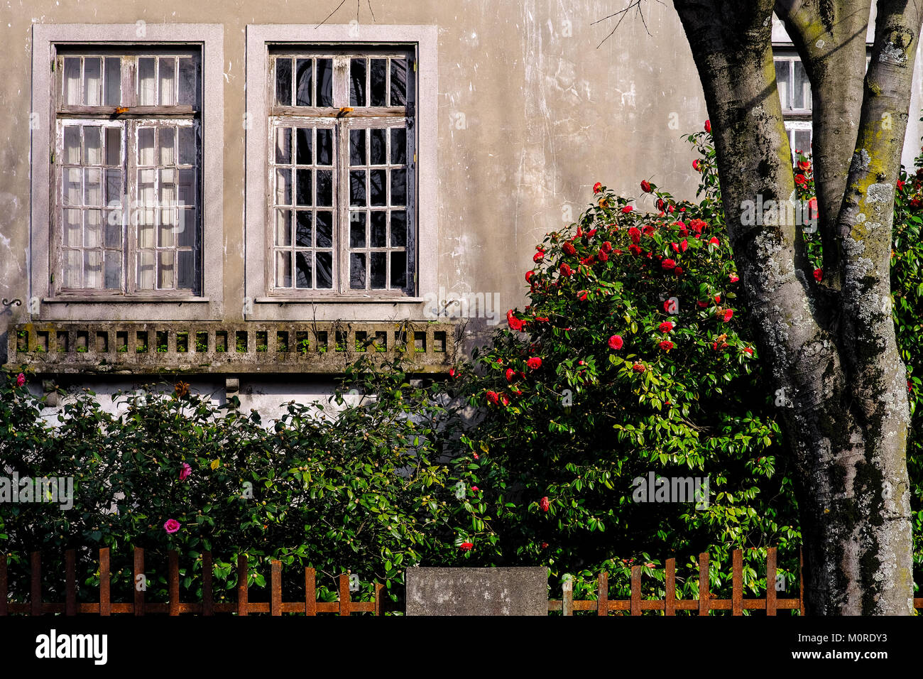 Altes Haus, Windows nicht sehr gepflegt, Blumen und Baumstamm Stockfoto