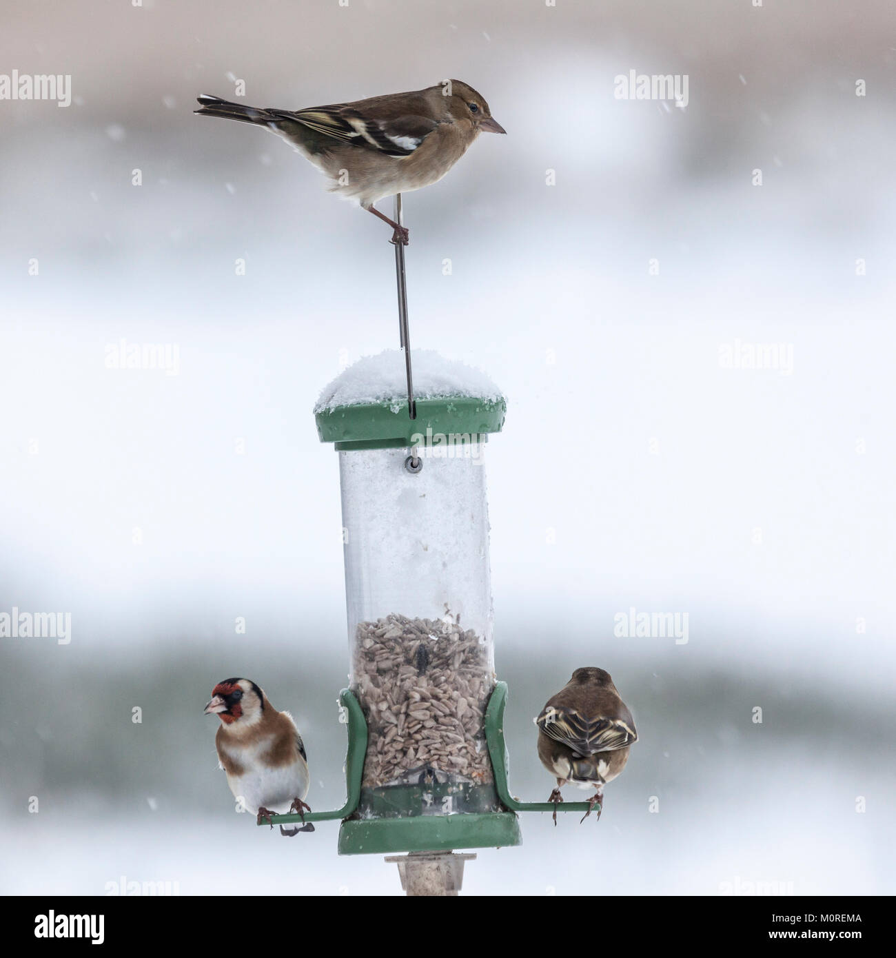 Ein Goldfinch und zwei weibliche Buchfinken auf eine Zufuhr während einer Schneedusche in Lochwinnoch RSPB Reservat, Schottland, Großbritannien. Stockfoto
