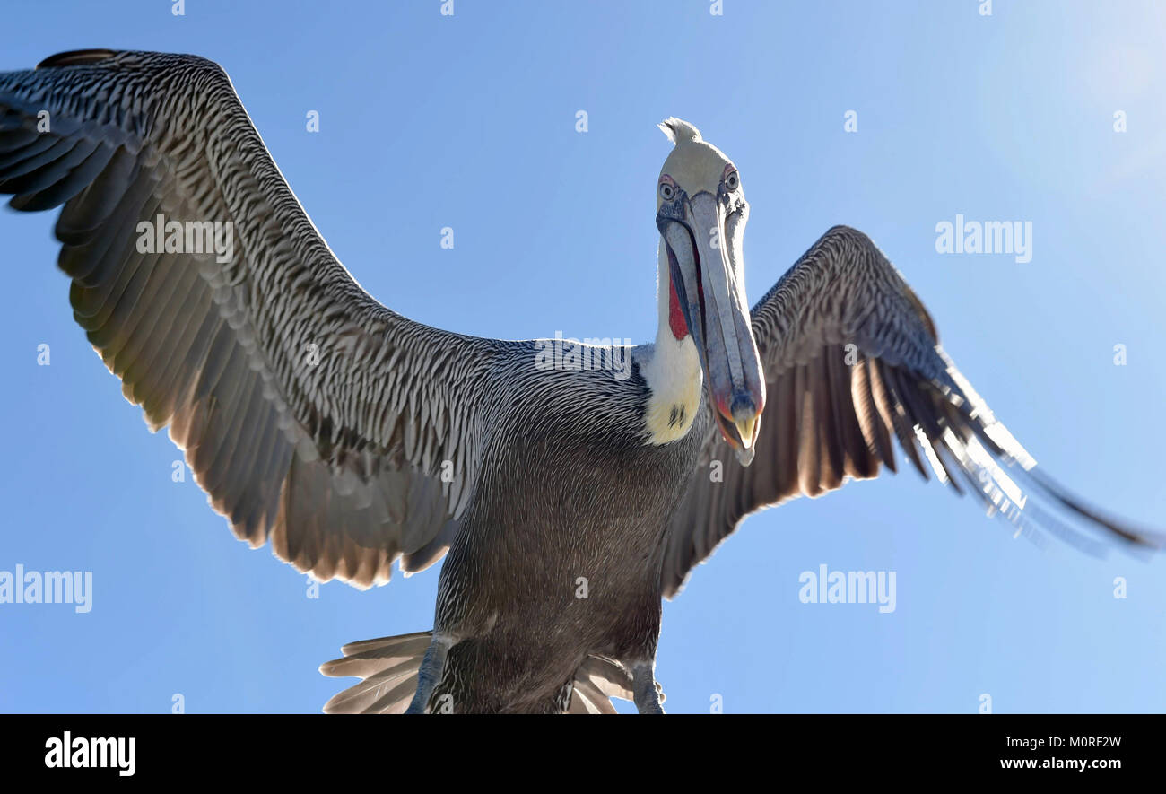 Braunpelikan im Flug. Flying Braunpelikan (Pelecanus occidentalis) Auf dem Hintergrund des blauen Himmels in counterlight Stockfoto