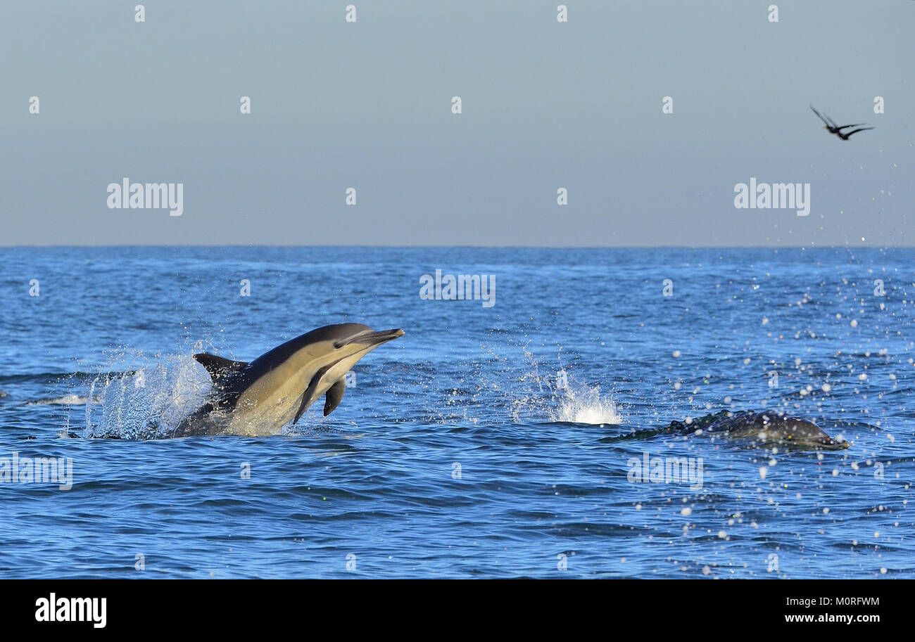 Delphine, Schwimmen im Meer. Delphinen schwimmen und springen aus dem Wasser. Die lange-beaked Common dolphin (Wissenschaftlicher Name: Delphinus capensis) in Atl Stockfoto