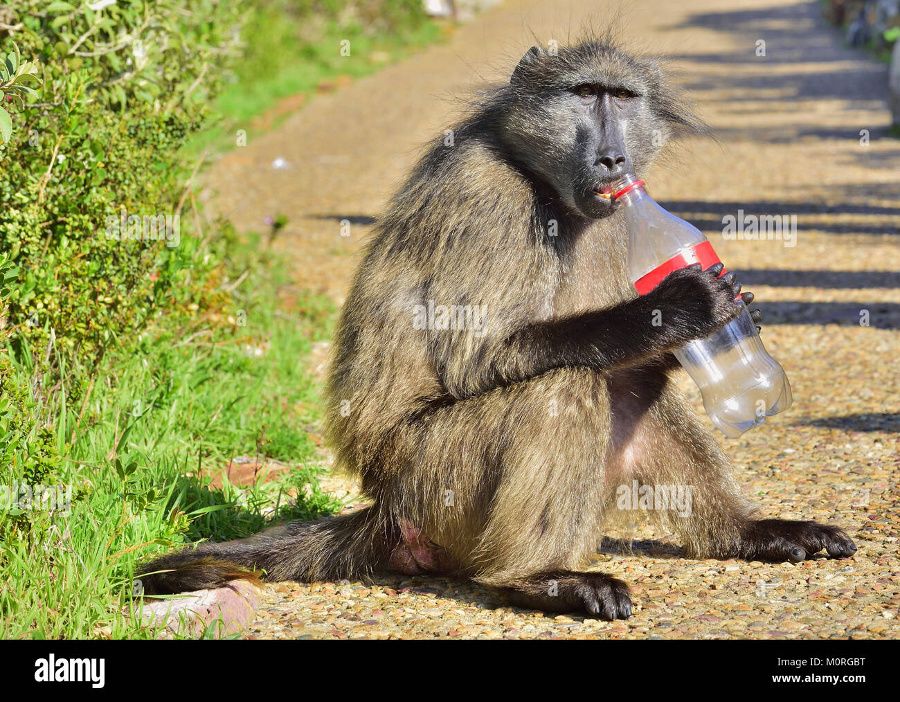 Pavian mit Flasche. Die Chacma baboon (Papio ursinus), auch als Kap Pavian bekannt. Stockfoto