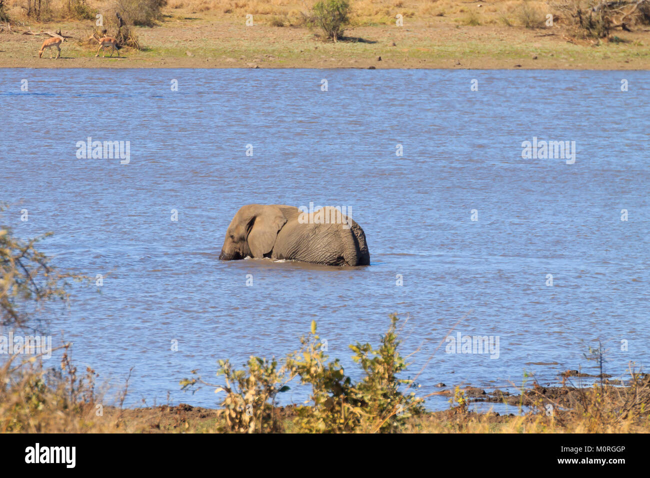 Elefant von Krüger Nationalpark, Südafrika. Afrikanische Tierwelt. Loxodonta africana Stockfoto