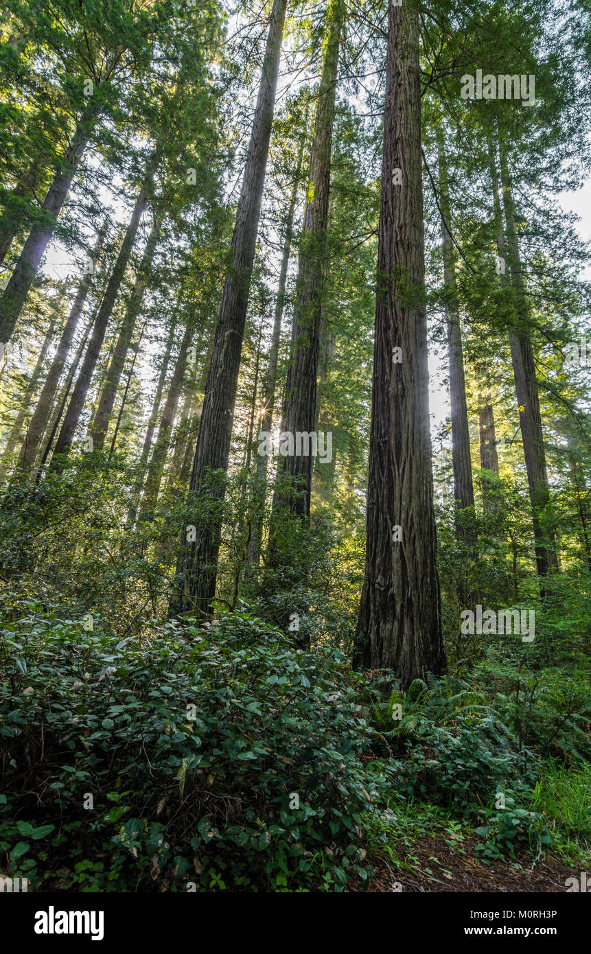 Redwood Bäumen, Sequoia sempervirens, Lady Bird Johnson Grove, Kalifornien, USA Stockfoto