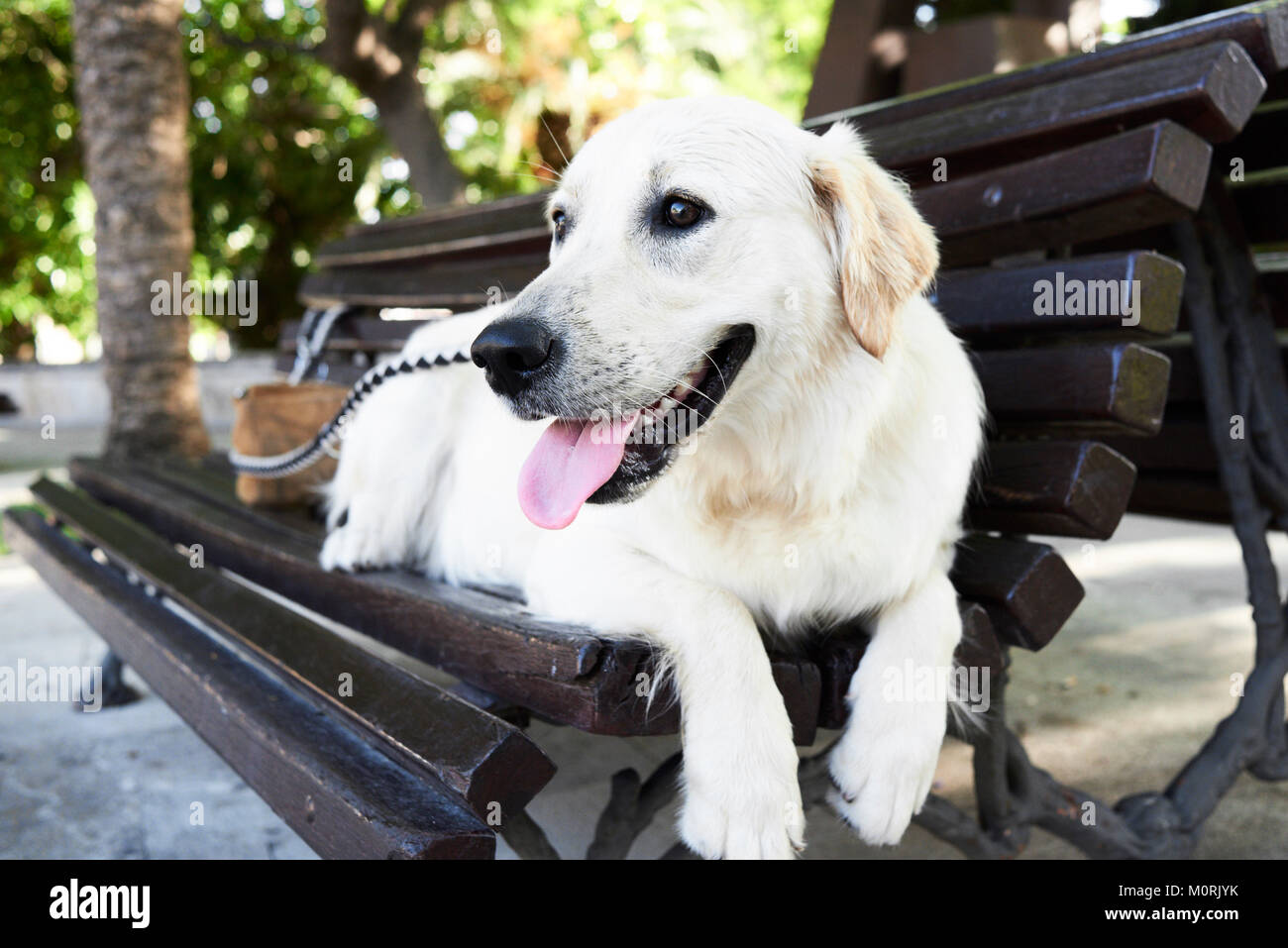 Weiß Golden Hund liegend entspannt auf einer Bank an der Straße im Sommer. Stockfoto