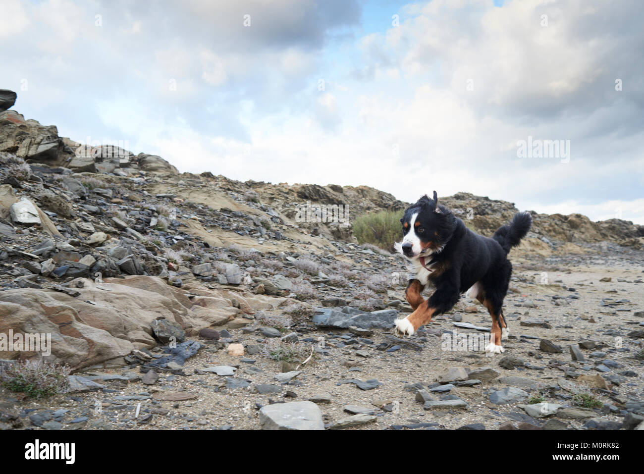 Porträt einer niedlichen Berner Sennenhund schnell den Betrieb im Freien. Stockfoto