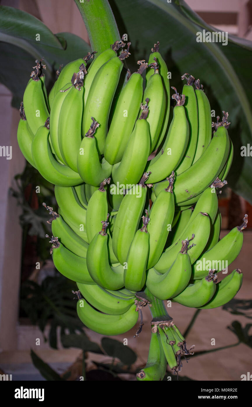 Banane Obst Knospe wächst stark an indoor Gebäude Garten, Huelva, Spanien Stockfoto