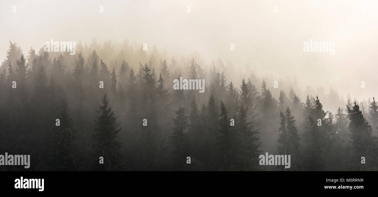 Misty Morning view in nassen Bergwelt. Kiefernwälder. Stockfoto