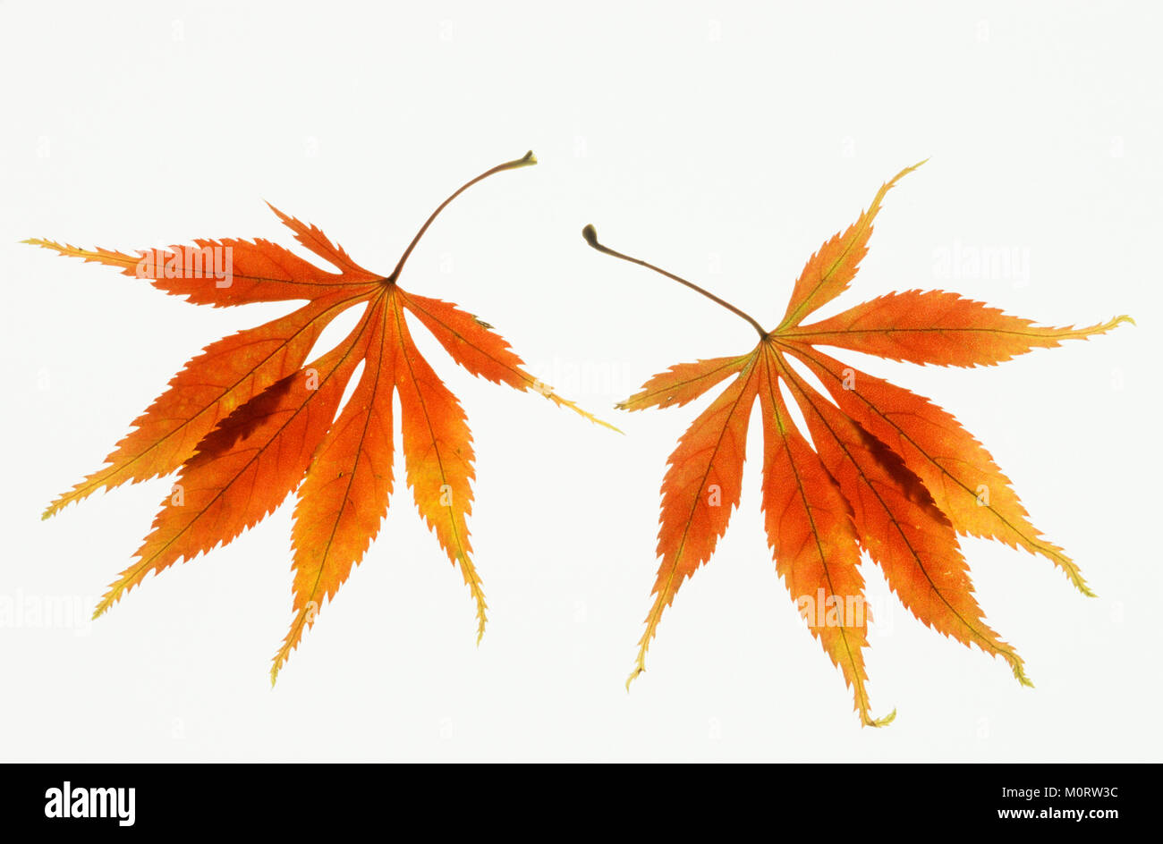 Japanischer Ahorn, Blätter im Herbst/(Acer palmatum) | Fecherahorn, Blaetter im Herbst/(Acer palmatum) Stockfoto