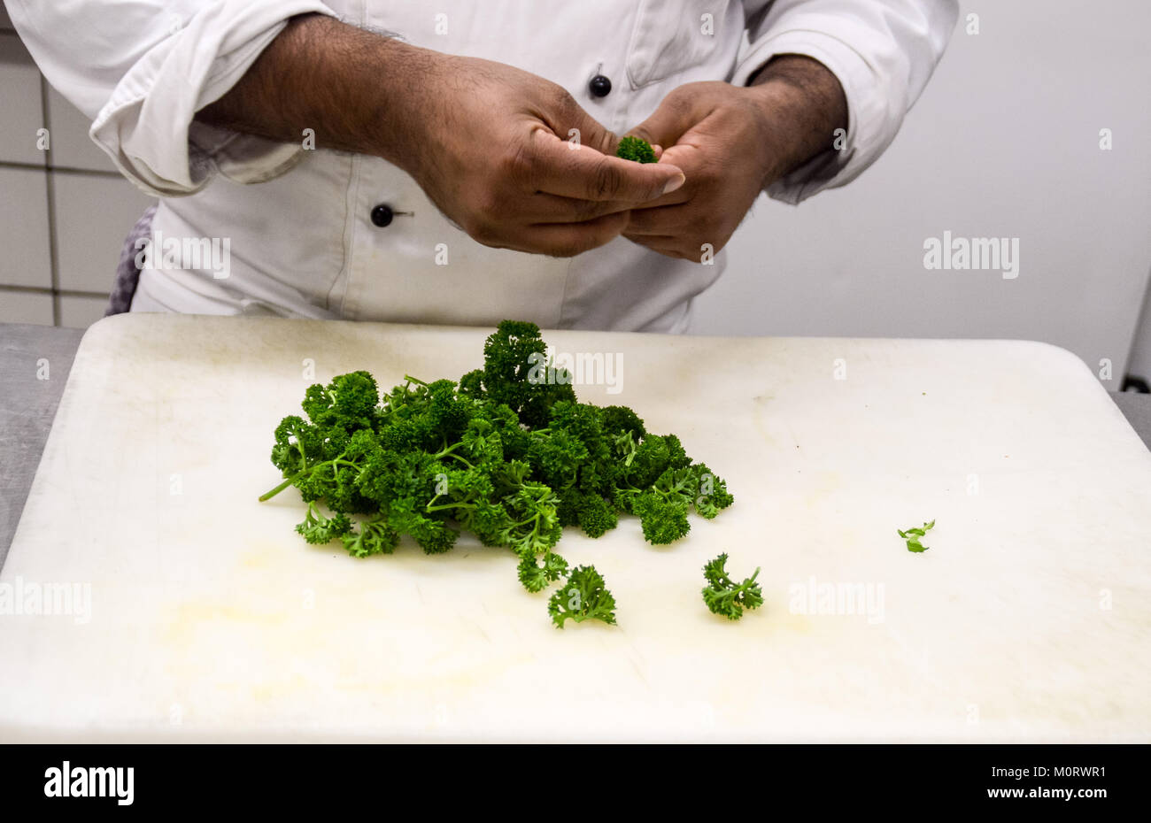 Ein Küchenpersonal sortierte von Hand frische Petersilie und zeigte einen ehrlichen Moment des täglichen Lebens in einer Restaurantküche Stockfoto