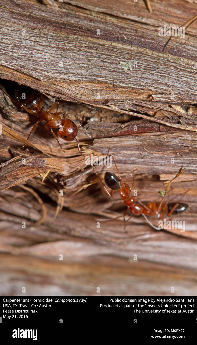 Tischler Ameisen (Formicidae, camponotus Sayi) (26593508533) Stockfoto