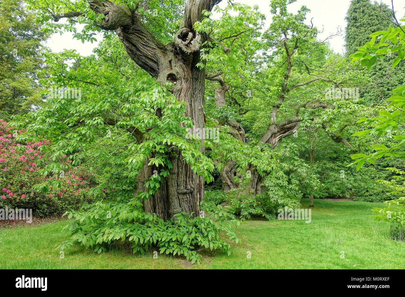 Castanea sativa, auch bekannt als die süße Kastanie, ist eine Baumart, die im Sheffield Park and Garden in East Sussex, England, gefunden wird. Er ist bekannt für seine essbaren Nüsse und ist eine wichtige Art im Gartenbau und in der Forstwirtschaft. Stockfoto