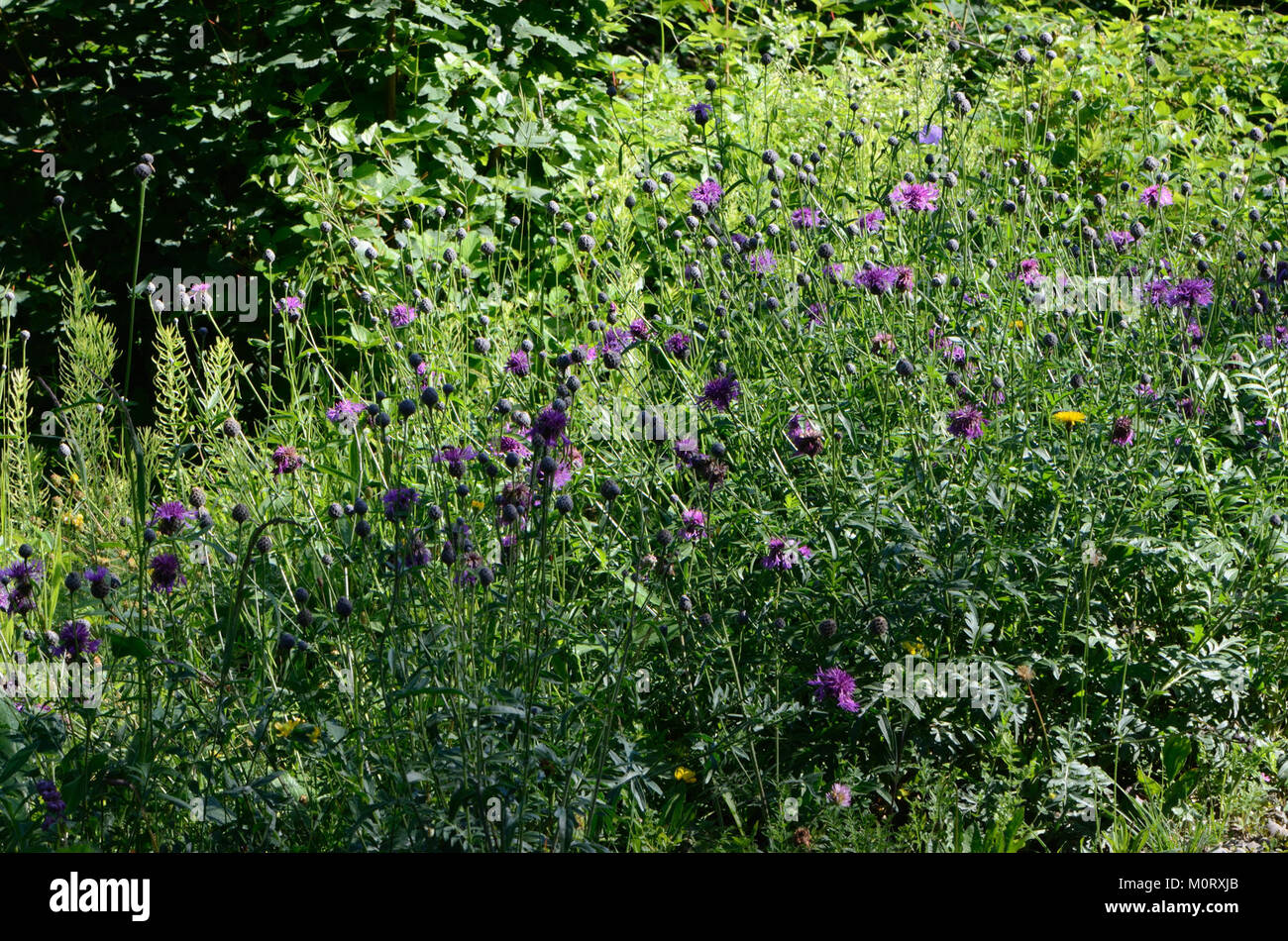 Centaurea scabiosa, auch bekannt als der große Knapweed, ist eine blühende Pflanze, die in Europa und Teilen Asiens beheimatet ist. Die Pflanze ist bekannt für ihre markanten violetten Blüten und ihre Präsenz in verschiedenen Lebensräumen, einschließlich Grasland und offenen Feldern. Stockfoto Centaurea scabiosa, auch bekannt als der große Knapweed, ist eine blühende Pflanze, die in Europa und Teilen Asiens beheimatet ist. Die Pflanze ist bekannt für ihre markanten violetten Blüten und ihre Präsenz in verschiedenen Lebensräumen, einschließlich Grasland und offenen Feldern. Stockfoto