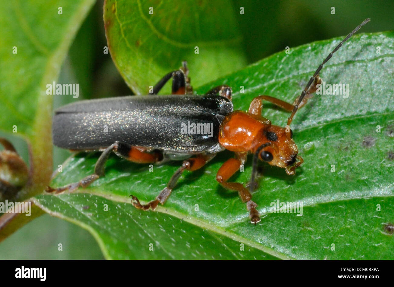 Cantharis livida-04-Fws- Stockfoto