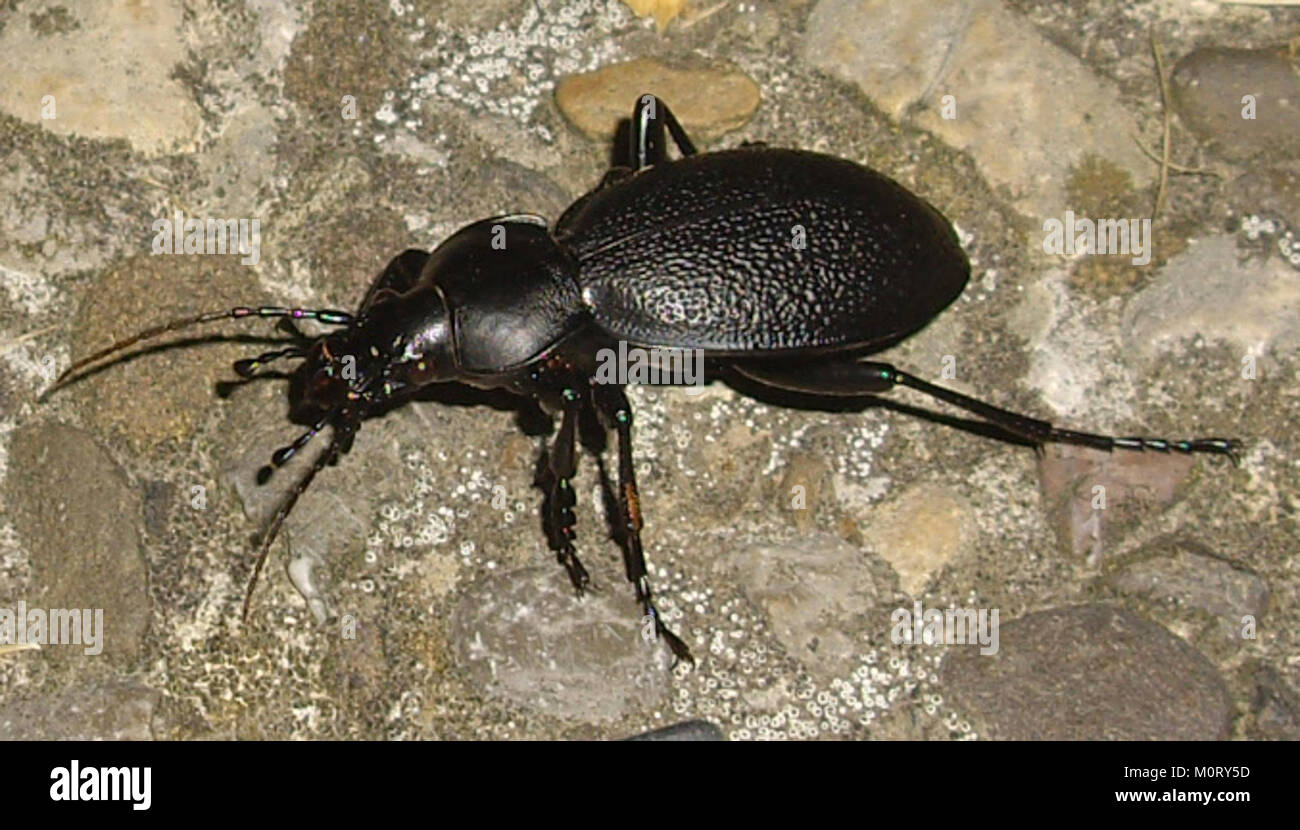 Carabus-Göttingen, eine Art des Bodenkäfers aus der Gattung Carabus, gefunden in GÃ¶ttingen, Deutschland, bekannt für seine einzigartigen physikalischen Eigenschaften und seinen Lebensraum. Stockfoto