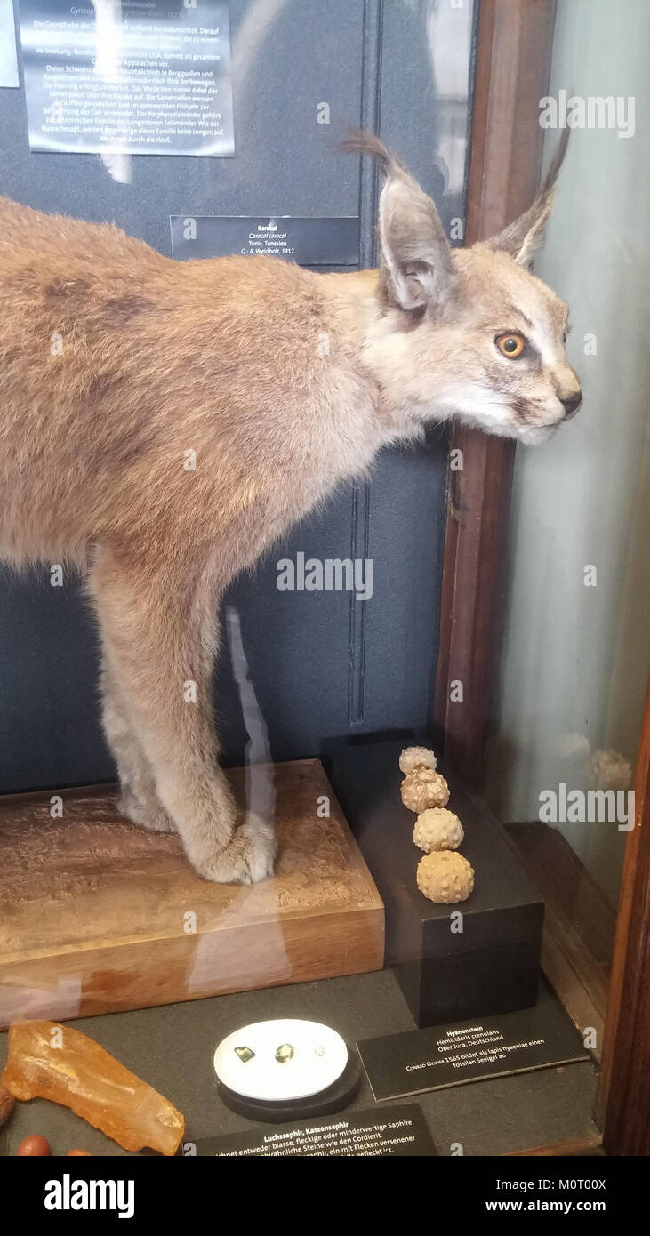 Die Karacal, eine mittelgroße Wildkatze, ist im Naturhistorischen Museum in Wien zu sehen. Er ist bekannt für seine charakteristischen getufteten Ohren und seine agilen Jagdfähigkeiten. Stockfoto