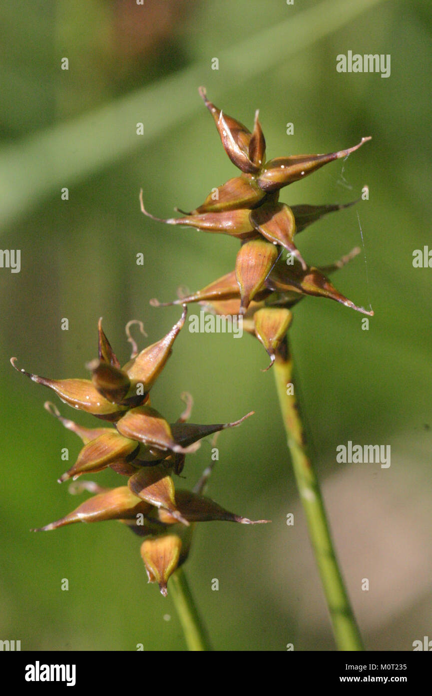 Carex davalliana, auch bekannt als Davall-Segge, ist eine Seggenart, die in Feuchtgebieten vorkommt. Sie ist in bestimmten Teilen Europas beheimatet und zeichnet sich durch ihre einzigartigen Merkmale aus, insbesondere in aquatischen Lebensräumen. Stockfoto
