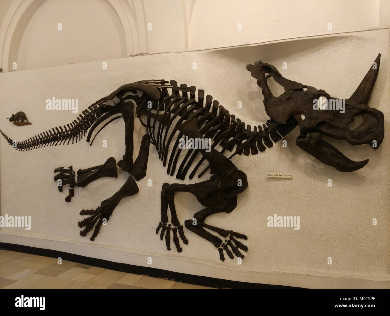 Centrosaurus ist eine Dinosaurierart, die im Münchner Paläontologiemuseum ausgestellt wird und prähistorisches Leben zeigt. Stockfoto