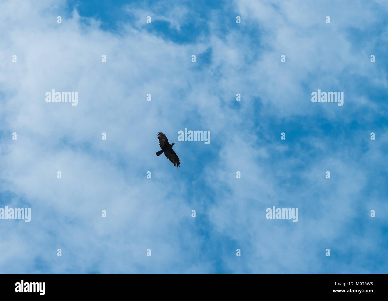 Ein Schuß von einer Krähe durch einen blauen bewölkten Himmel fliegen. Stockfoto