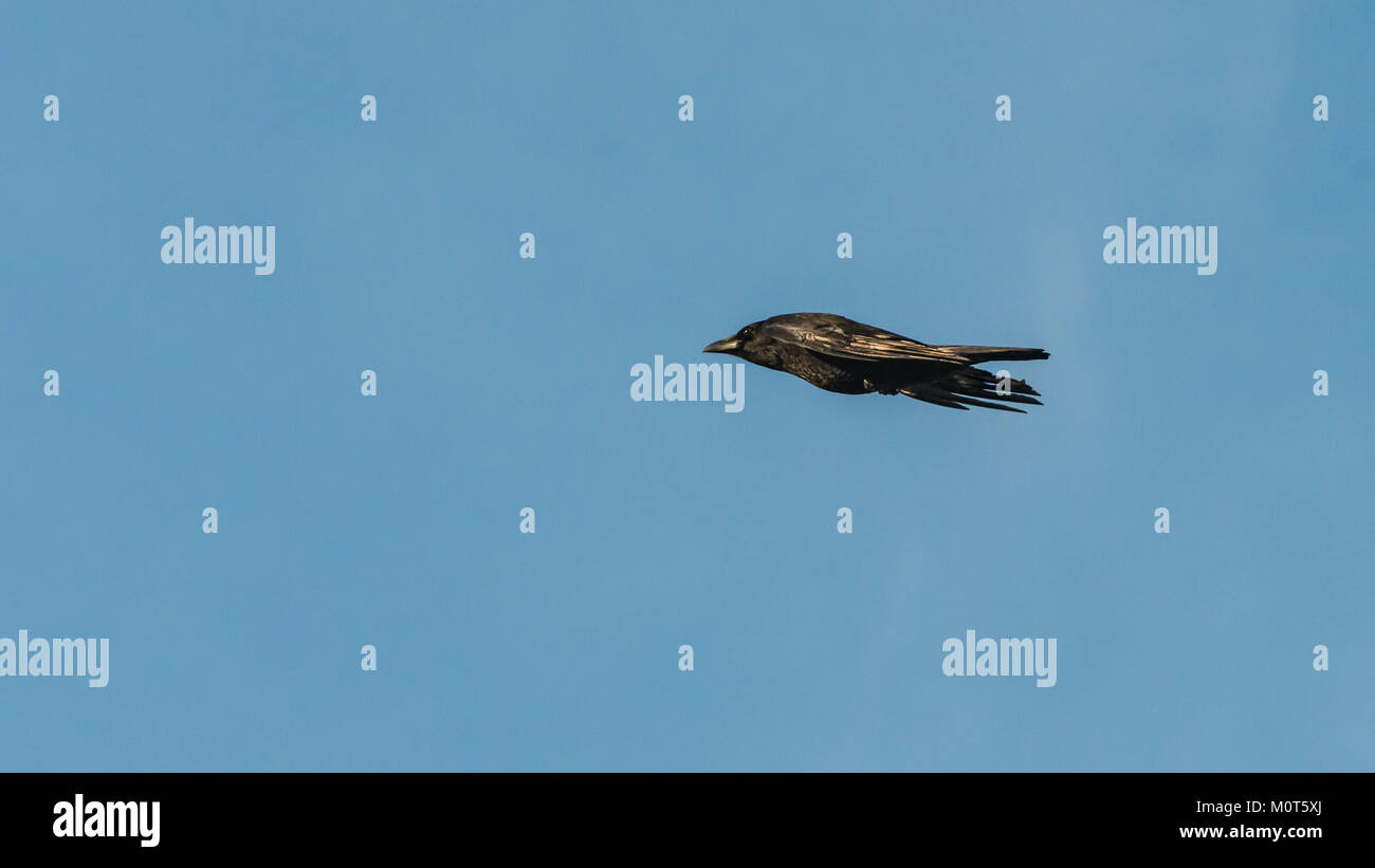 Ein Schuss von einem großen Krähe durch einen blauen Himmel fliegen. Stockfoto