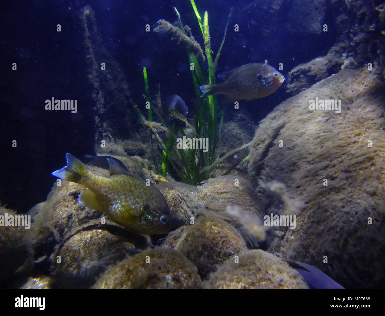 Carassius carassius, auch bekannt als Karpfen, ist eine Art von Süßwasserfischen, die in Europa und Asien beheimatet ist. Er ist bekannt für seine Anpassungsfähigkeit und sein Überleben in einer Vielzahl von aquatischen Umgebungen, die oft in Teichen, Seen und langsam bewegten Flüssen zu finden sind. Stockfoto