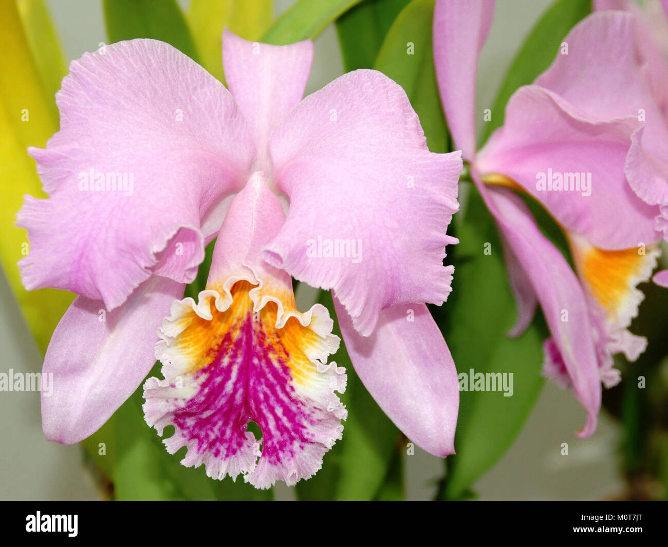 Cattleya mossiae tipo ist eine Orchideenart, die für ihr unverwechselbares Aussehen und ihre botanischen Eigenschaften bekannt ist und Teil der Gattung Cattleya ist. Stockfoto