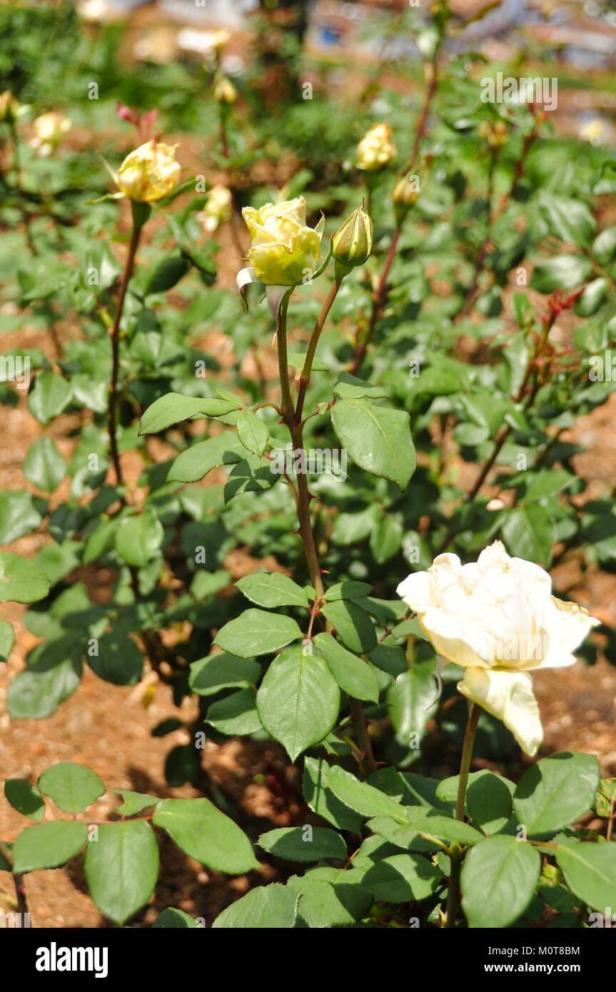 Casino Rose bezieht sich wahrscheinlich auf einen Veranstaltungsort, eine Veranstaltung oder einen Ort namens Casino Rose. Es kann mit Unterhaltung, Spielen oder einer historischen Einrichtung innerhalb einer bestimmten Region in Verbindung gebracht werden. Stockfoto