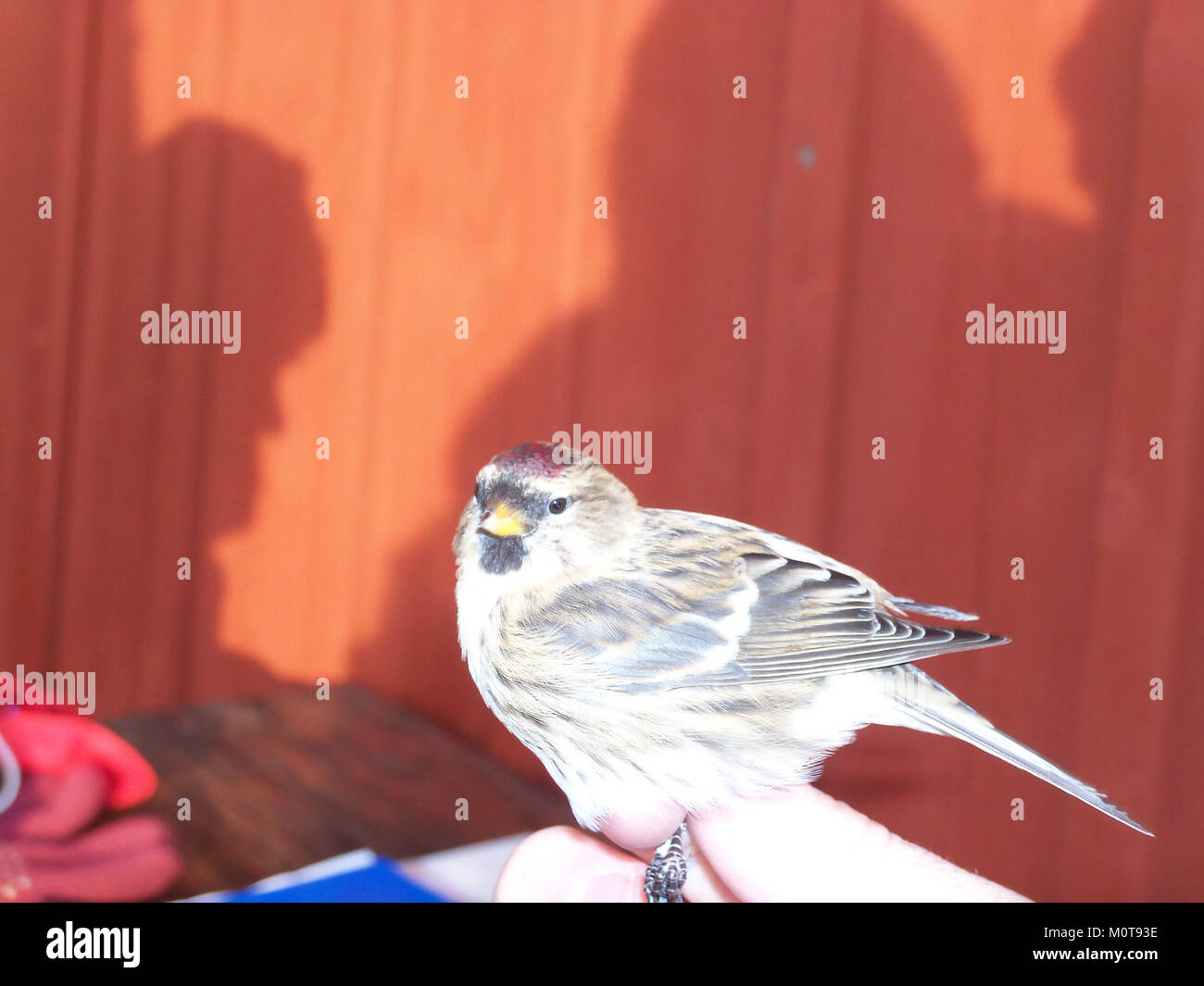 Foto einer gemeinsamen Rotpoll (Carduelis flammea), die am Landsort Bird Observatory in Schweden beringt (gebündelt) wird, was zu ornithologischen Studien und Vogelwanderungsforschung beiträgt. Stockfoto