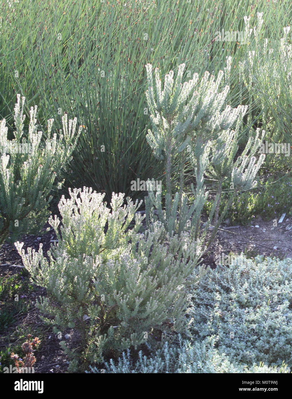 Cape Flats Conebush ist eine vom Aussterben bedrohte Pflanzenart in Cape Flats Sand Fynbos, einer ökologischen Region Kapstadts. Erhaltungsbemühungen sind entscheidend, um diese einzigartige Flora vor dem Aussterben zu schützen. Stockfoto