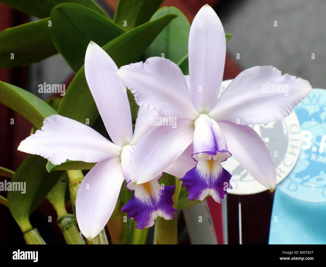 Cattleya violacea forma coerulea ist eine seltene Orchideensorte, die für ihre einzigartige blaue Färbung bekannt ist. Diese besondere Form der Cattleya-Orchidee wird von Sammlern und Orchideenliebhabern sehr geschätzt. Es wird für sein markantes Aussehen und seine Schönheit geschätzt. Stockfoto