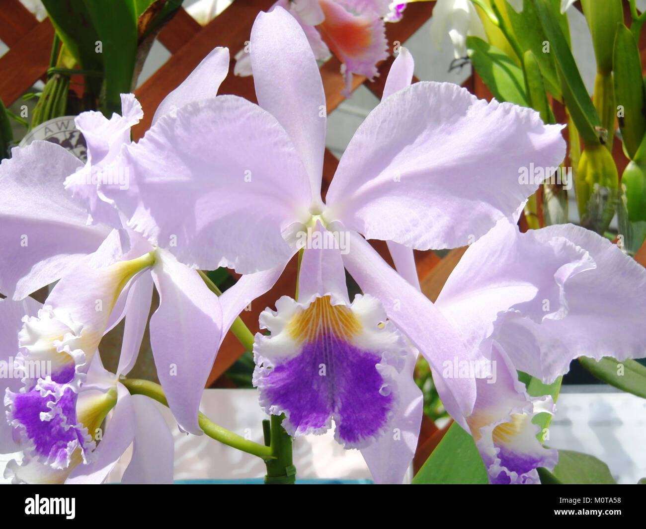 Cattleya warneri forma coerulea ist eine Orchideenart, die für ihre markanten blauen bis violetten Blüten bekannt ist. Diese Art gehört zur Gattung Cattleya, die für ihre großen, farbenfrohen Blüten berühmt ist. Sie wird oft zu Zierzwecken angebaut und wird sowohl in Blumenarrangements als auch in privaten Sammlungen für ihre Schönheit bewundert. Stockfoto
