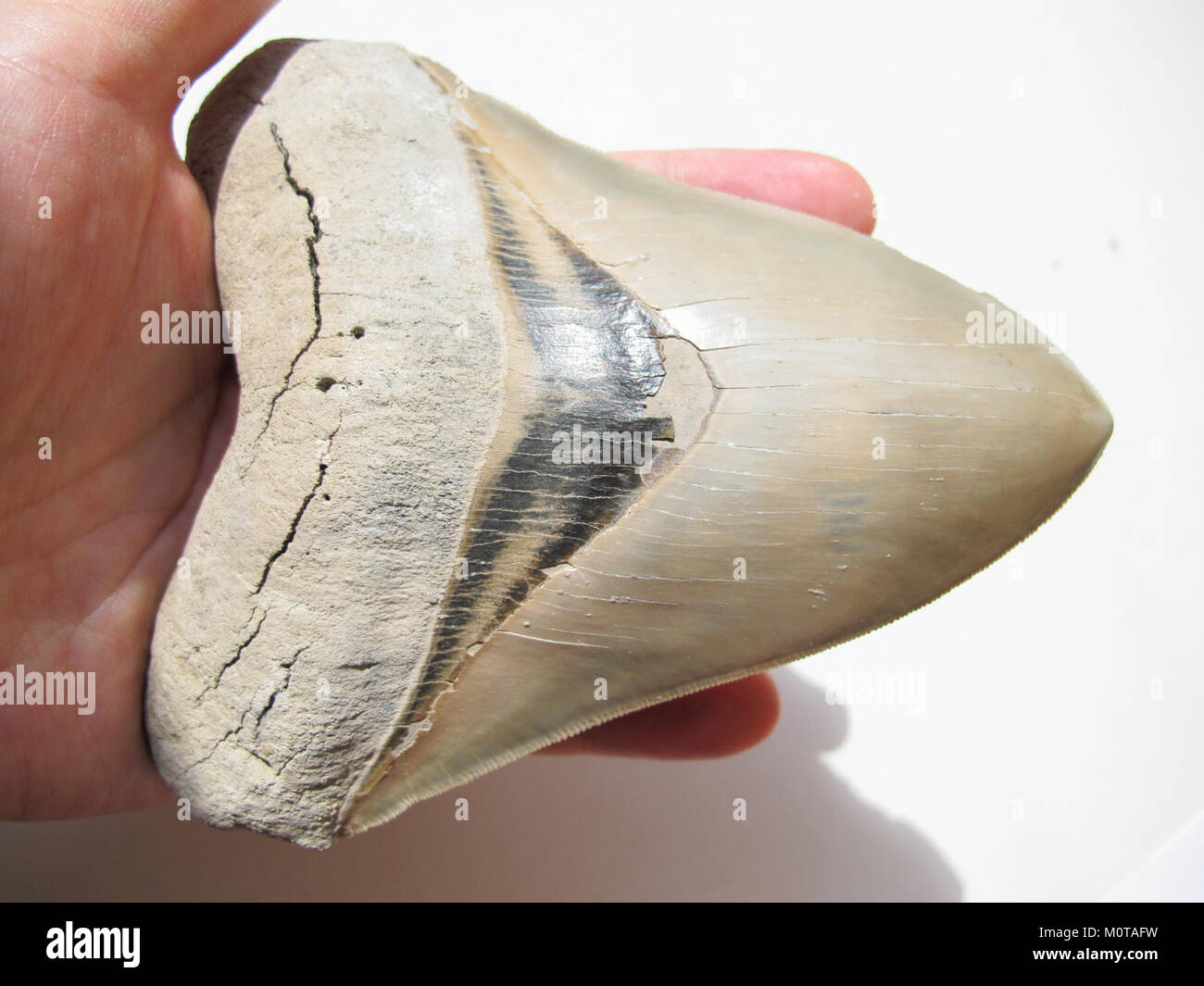 Ein fossiler Zahn von Carcharocles Megalodon, einem der größten und mächtigsten Raubtiere, die jemals die Ozeane durchstreifen. Der Zahn gibt Einblicke in die Größe und die Futtergewohnheiten dieser prähistorischen Haiart. Stockfoto