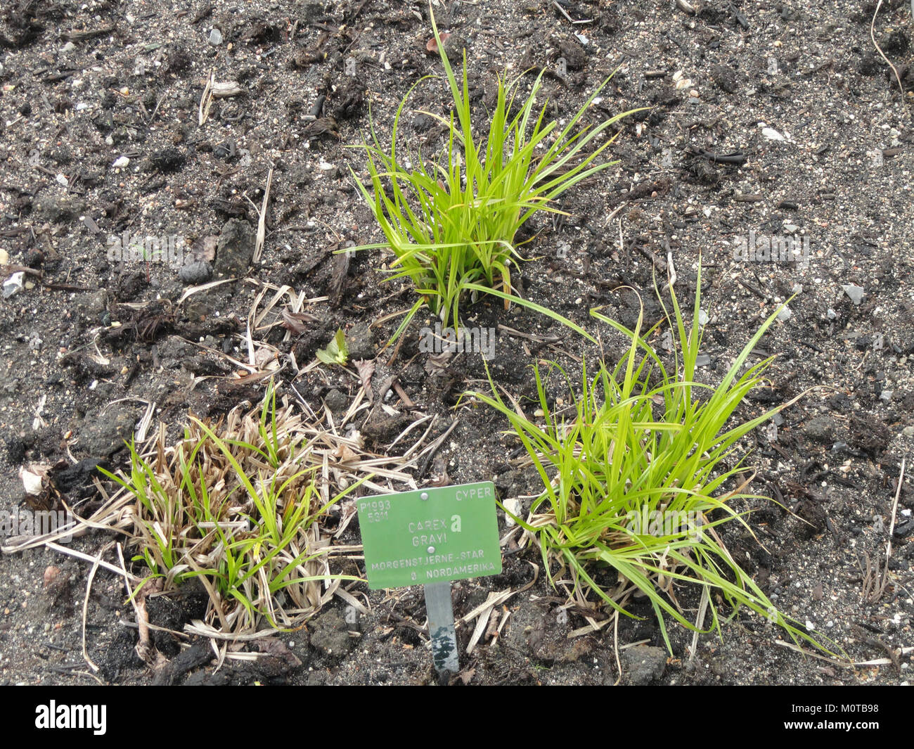 Carex grayi, auch bekannt als Gray’s Sedge, ist eine im Botanischen Garten Kopenhagen vorkommende Seggenart. Dieses Bild zeigt die Pflanze in ihrer natürlichen Umgebung, was zu botanischem Wissen beiträgt. Stockfoto