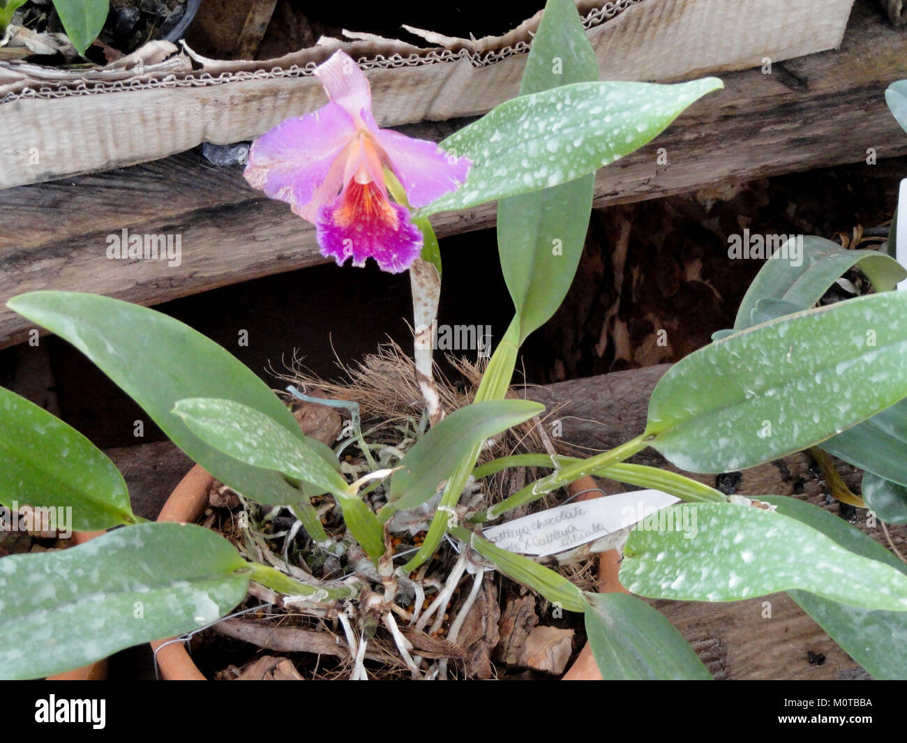 Dieses Bild zeigt wahrscheinlich eine Cattleya-Schokoladen-Orchidee aus der Orchideenstube von Margaret Mee. Die Schokoladensorte Cattleya ist bekannt für ihre einzigartige Farbe und ihr exquisites Aussehen, beliebt bei Orchideensammlern und -Enthusiasten. Stockfoto