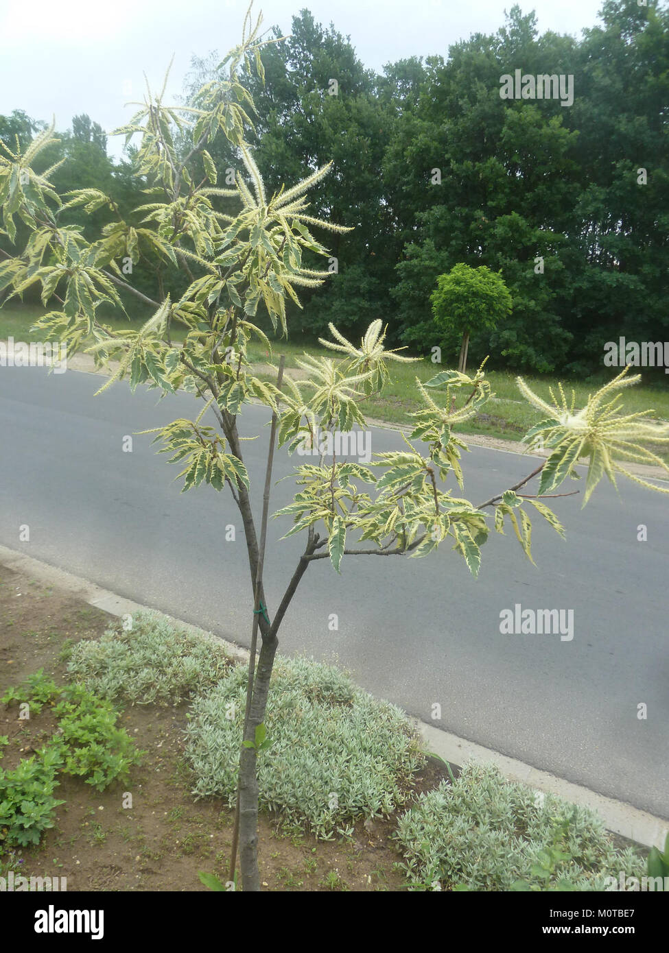 Castanea sativa „Aureomarginata“, eine Sorte der Süßkastanie, ist bekannt für ihr markantes buntes Laub. Sie wird sowohl für ihre ästhetische Anziehungskraft als auch für ihre Rolle im Ziergärtnerbau geschätzt. Stockfoto