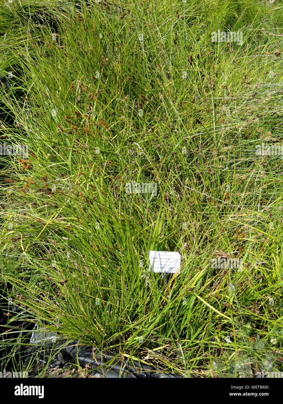 Carex otrubae - Botanischer Garten, Universität Frankfurt - DSC 02724 Stockfoto