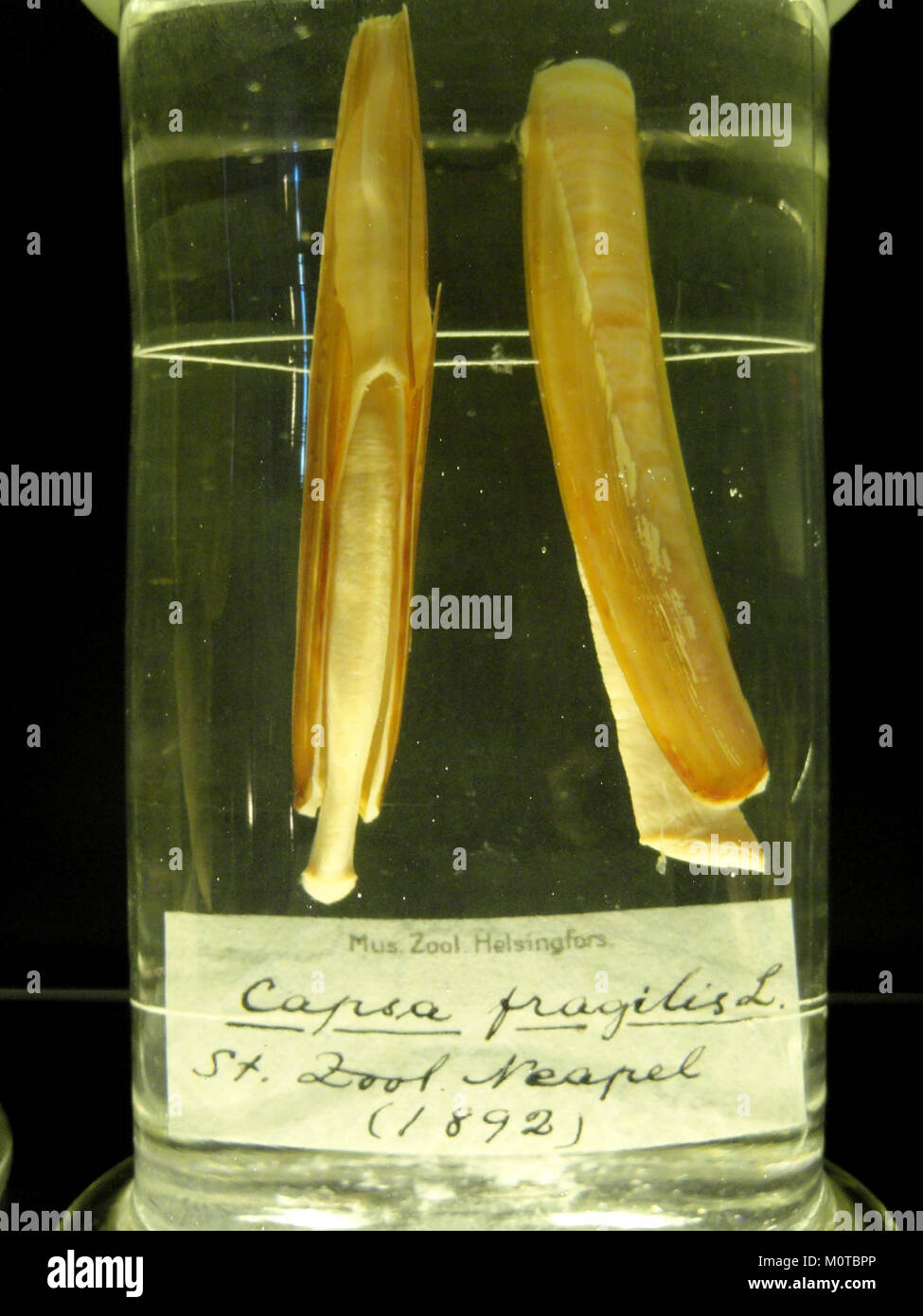 Capsa fragilis ist eine Pflanzenart, die im finnischen Naturkundemuseum untergebracht ist und für ihre Fragilität und einzigartigen botanischen Eigenschaften bekannt ist. Stockfoto