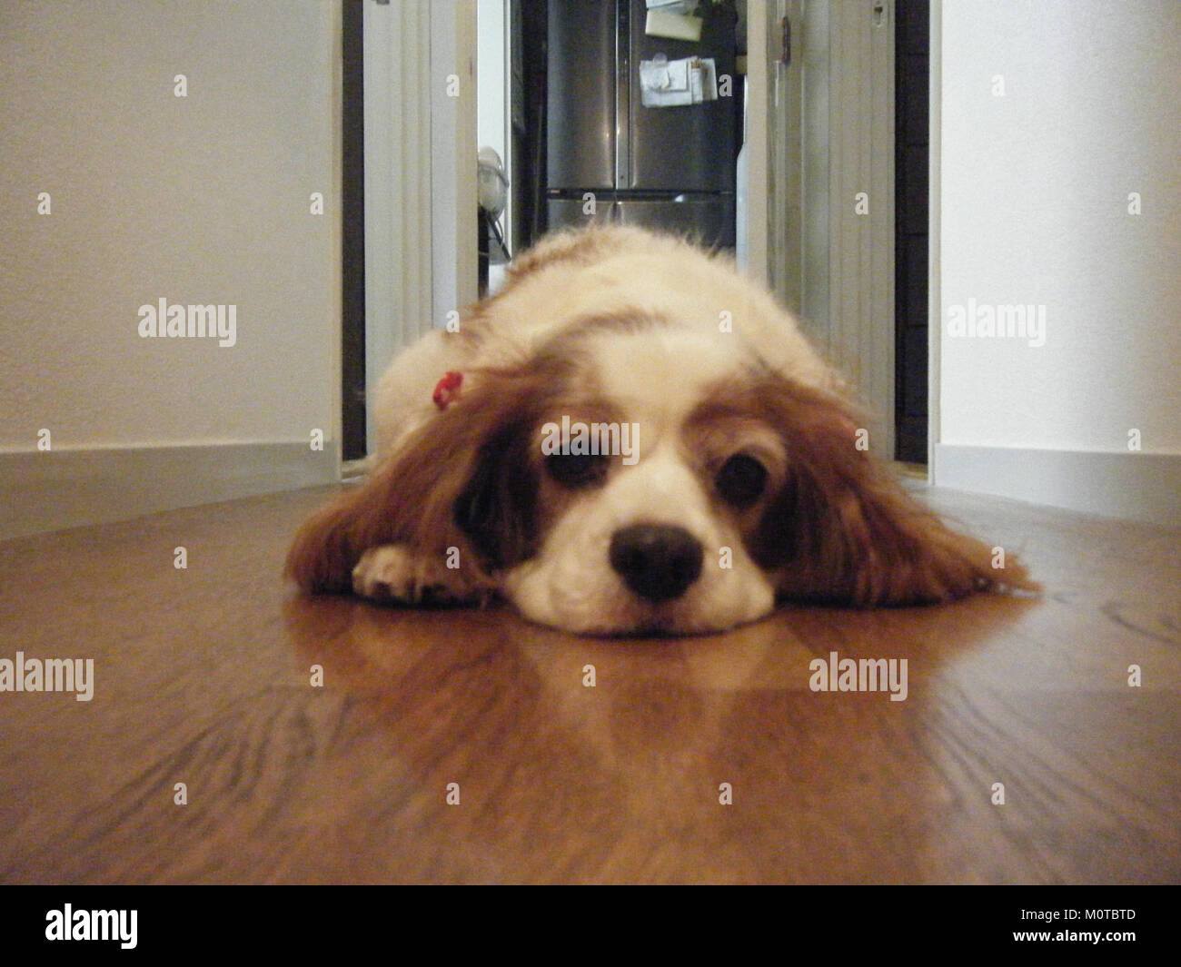 Dieses Foto zeigt den Kavalierkönig Charles Spaniel, eine Rasse, die für ihre liebevolle Natur und königliche Geschichte bekannt ist. Das sanfte Verhalten und die Intelligenz der Rasse machen sie zu einem beliebten Begleithund. Stockfoto