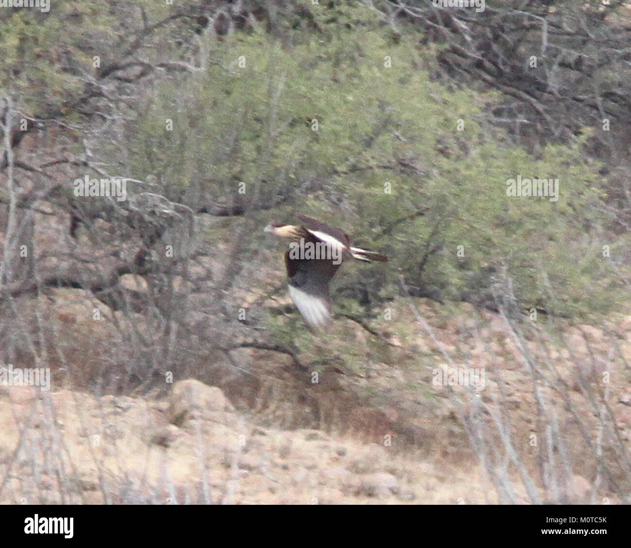 Karakara, CRESTED (11-10-12) Patagonia Lake, SCC, AZ-03 (8172808453) Stockfoto