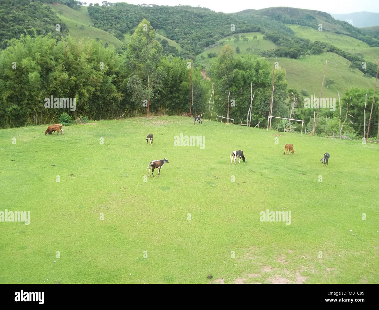 Eine Darstellung von Rindern, die weiden oder sich durch ein Fußballfeld bewegen, die den Kontrast zwischen Landwirtschaft und Sporteinrichtungen in einer ländlichen Umgebung unterstreicht. Stockfoto