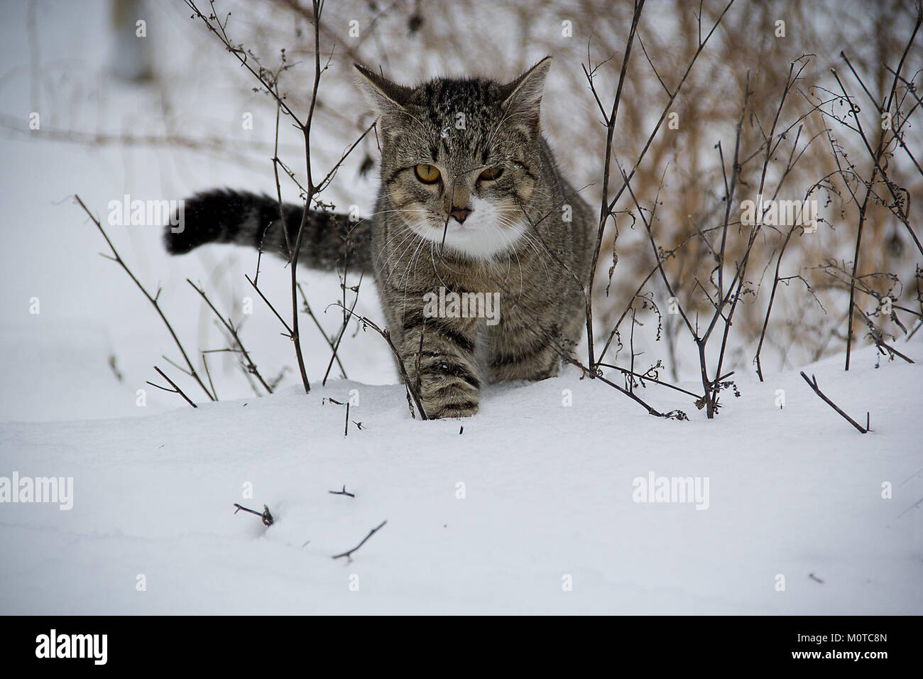 Cat-188088 ist eine fotografische Referenz auf eine bestimmte Katze, aufgenommen in einem detaillierten Bild. Das Bild repräsentiert die natürliche Schönheit und die einzigartigen Eigenschaften von Katzenarten und trägt zur Untersuchung der Tierfotografie und des Tierverhaltens bei. Stockfoto
